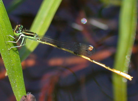 Citrine Forktail